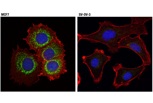Immunofluorescence Image 1: Mcl-1 (D5V5L) Rabbit mAb (BSA and Azide Free)