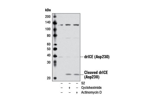 Western Blotting Image 1: Cleaved Drosophila ICE (drICE) (Asp230) Antibody