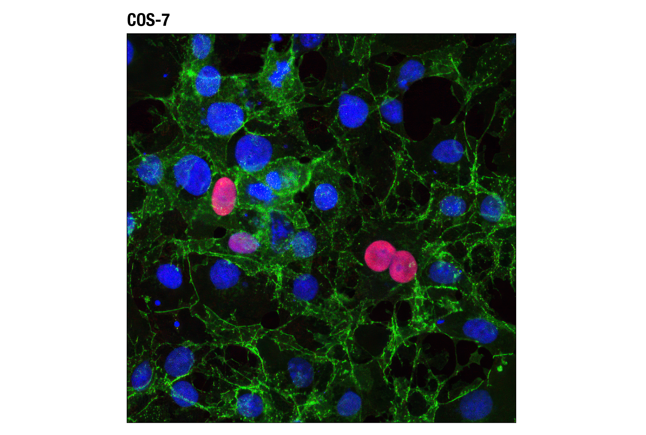 Immunofluorescence Image 1: Myc-Tag (9B11) Mouse mAb (Alexa Fluor® 594 Conjugate)