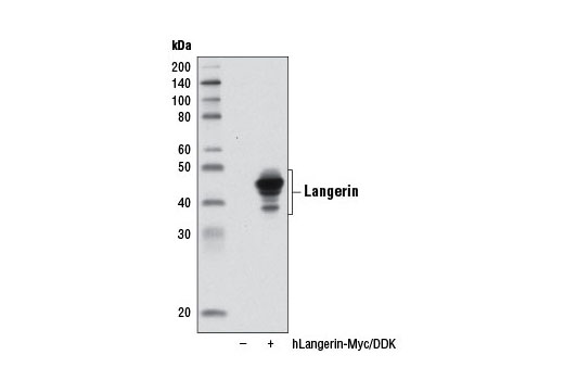 Western Blotting Image 1: Langerin Antibody