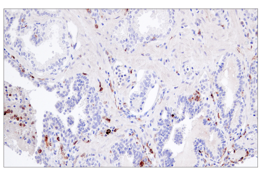 Immunohistochemistry Image 2: CSF-1R/M-CSF-R (E4T8Z) Rabbit mAb (BSA and Azide Free)