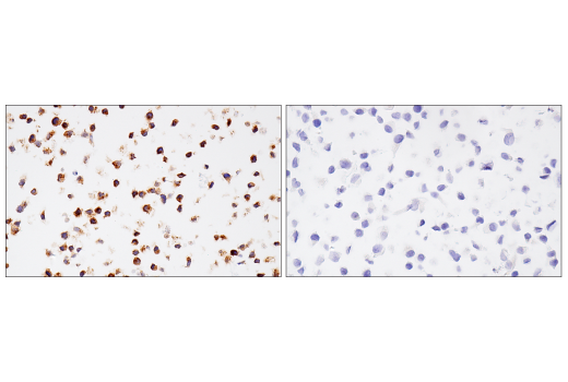 Immunohistochemistry Image 4: CSF-1R/M-CSF-R (E4T8Z) Rabbit mAb (BSA and Azide Free)