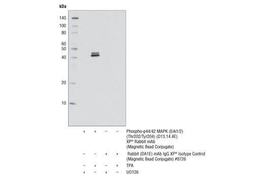 Immunoprecipitation Image 1: Phospho-p44/42 MAPK (Erk1/2) (Thr202/Tyr204) (D13.14.4E) XP® Rabbit mAb (Magnetic Bead Conjugate)
