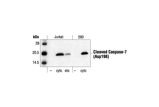 Western Blotting Image 1: Cleaved Caspase-7 (Asp198) Antibody