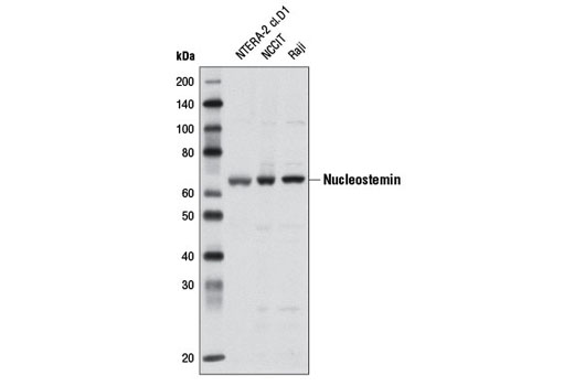 Western Blotting Image 1: Nucleostemin Antibody