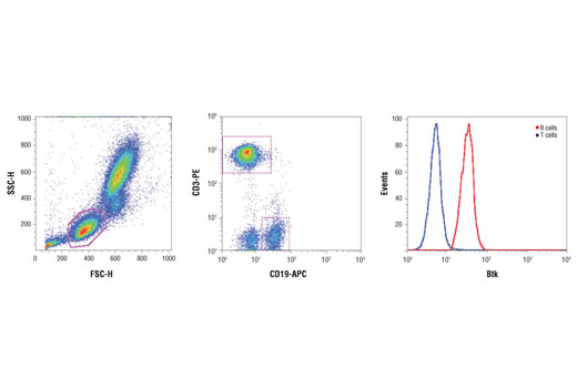 Flow Cytometry Image 1: Btk (D3H5) Rabbit mAb (BSA and Azide Free)