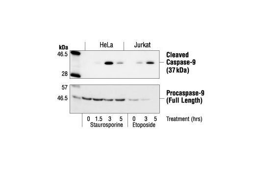 Western Blotting Image 1: Cleaved Caspase-9 (Asp330) Antibody (Human Specific)