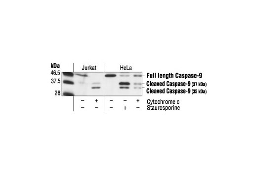 Western Blotting Image 1: Caspase-9 Antibody (Human Specific)