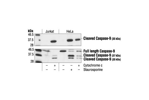 Western Blotting Image 1: Cleaved Caspase-9 (Asp315) Antibody (Human Specific)