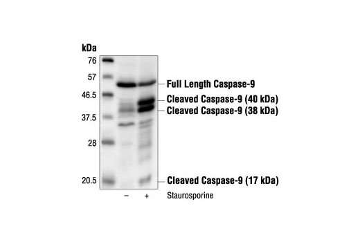 Western Blotting Image 1: Caspase-9 Antibody (Rat Specific)