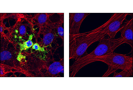 Immunofluorescence Image 1: Cleaved Caspase-9 (Asp353) Antibody (Mouse Specific)