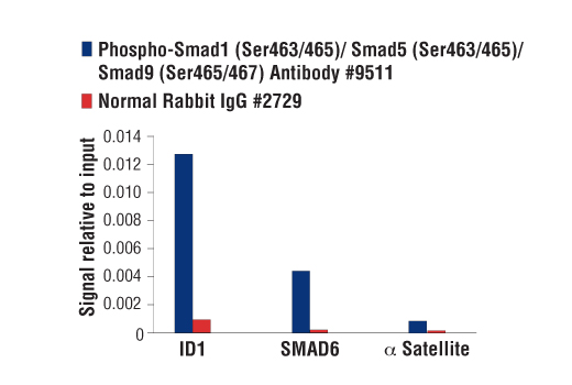 Chromatin Immunoprecipitation Image 1: Phospho-Smad1 (Ser463/465)/ Smad5 (Ser463/465)/ Smad9 (Ser465/467) Antibody