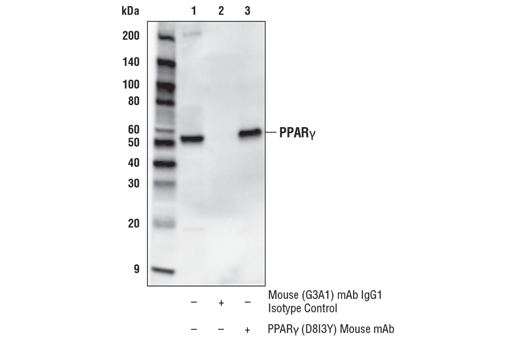 Immunoprecipitation Image 1: PPARγ (D8I3Y) Mouse mAb