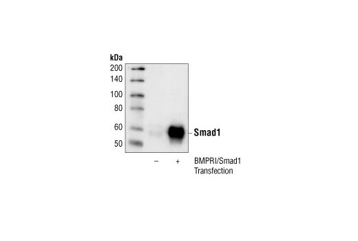 Western Blotting Image 2: Smad1 Antibody
