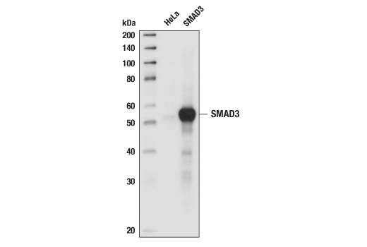 Western Blotting Image 2: SMAD3 Antibody