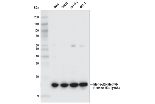 Western Blotting Image 1: Mono/Di-Methyl Histone H3 (Lys56) (D4L7L) Rabbit mAb