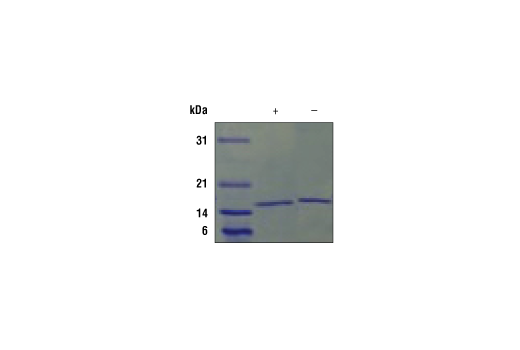  Image 2: Mouse IL-21 Recombinant Protein