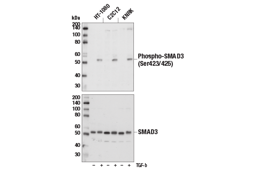  Image 8: SMAD2/3 Antibody Sampler Kit