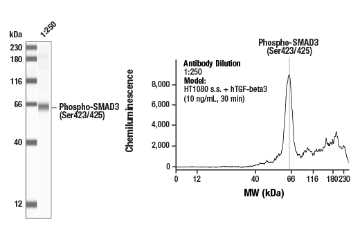  Image 3: Phospho-Smad Antibody Sampler Kit