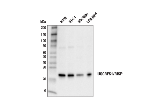 Western Blotting Image 1: UQCRFS1/RISP Antibody