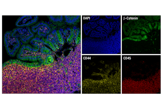 Immunofluorescence Image 1: CD44 (IM7) Rat mAb (Alexa Fluor® 555 Conjugate)