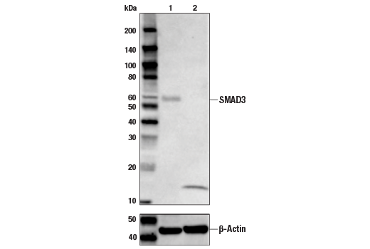  Image 13: Phospho-Smad Antibody Sampler Kit