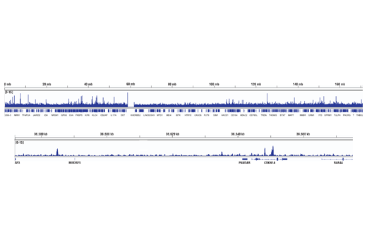 Chromatin Immunoprecipitation Image 2: Smad3 (C67H9) Rabbit mAb