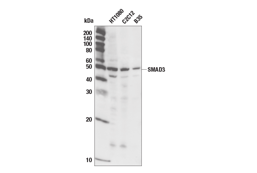  Image 13: SMAD2/3 Antibody Sampler Kit