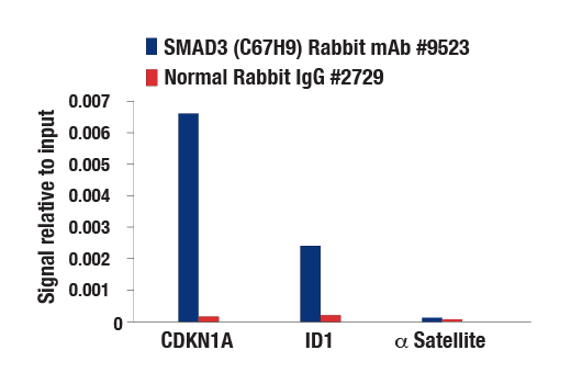 Chromatin Immunoprecipitation Image 3: SMAD3 (C67H9) Rabbit mAb