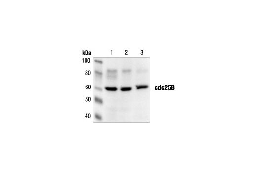 Western Blotting Image 1: cdc25B Antibody