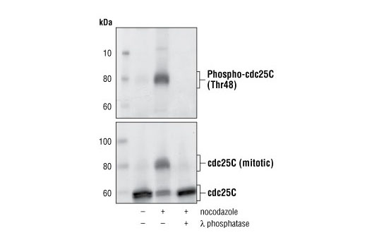 Western Blotting Image 1: Phospho-cdc25C (Thr48) Antibody