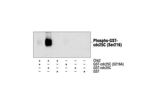 Western Blotting Image 1: Phospho-cdc25C (Ser216) Antibody
