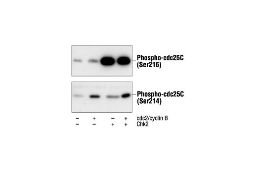 Western Blotting Image 2: Phospho-cdc25C (Ser216) Antibody