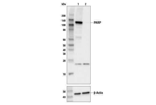  Image 4: PhosphoPlus® Cleaved PARP (Asp214) Antibody Duet