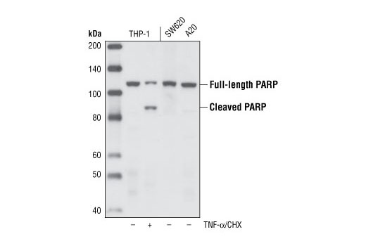  Image 6: PhosphoPlus® Cleaved PARP (Asp214) Antibody Duet