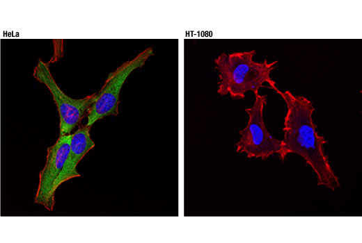 Immunofluorescence Image 1: HSP27 (D6W5V) Rabbit mAb