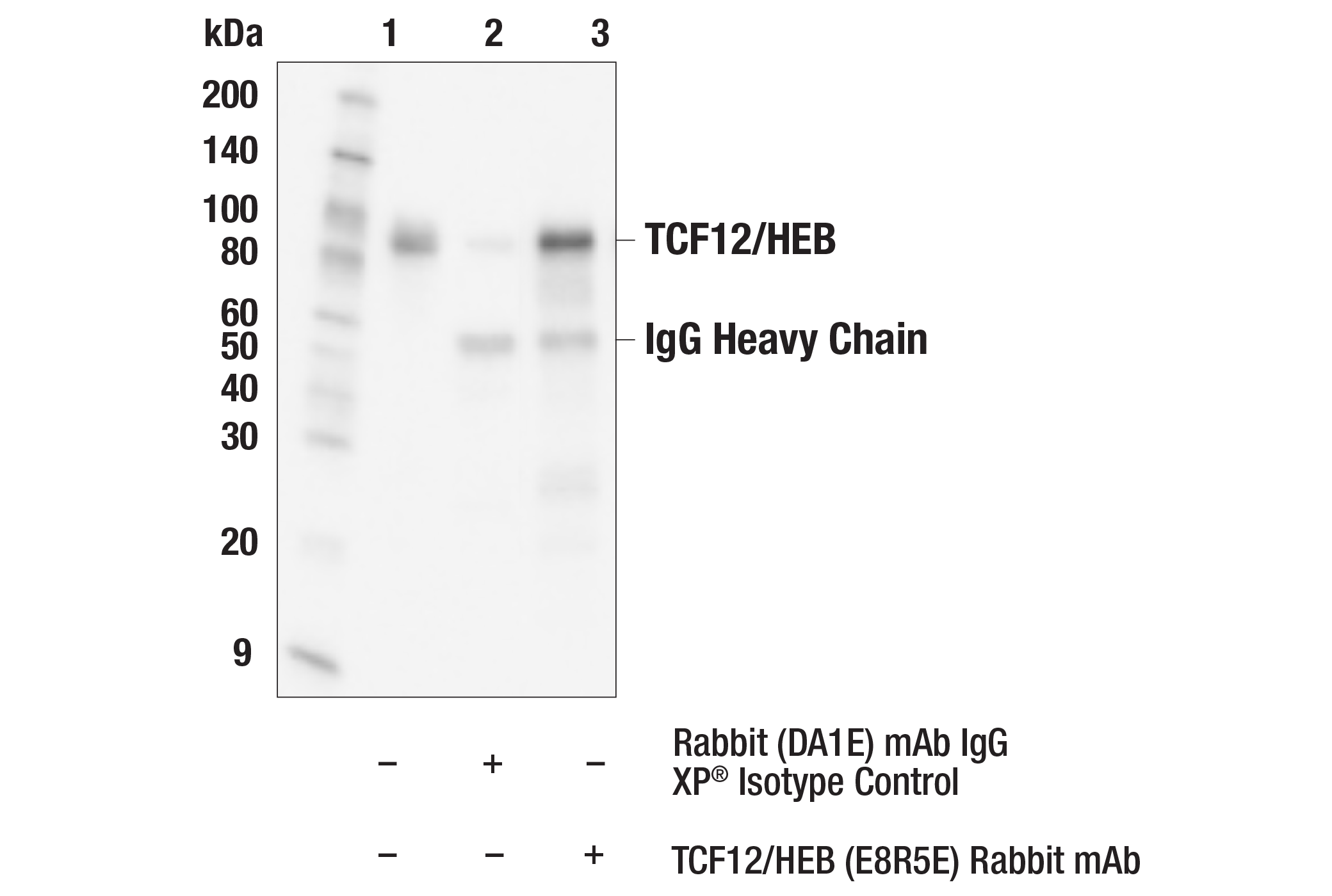 Immunoprecipitation Image 1: TCF12/HEB (E8R5E) Rabbit mAb