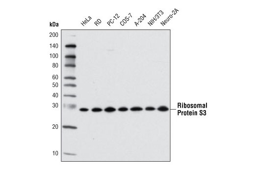Western Blotting Image 1: Ribosomal Protein S3 (D50G7) XP® Rabbit mAb