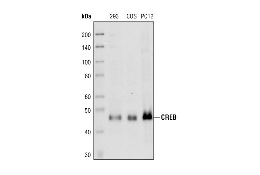 Western Blotting Image 1: CREB (86B10) Mouse mAb (BSA and Azide Free)