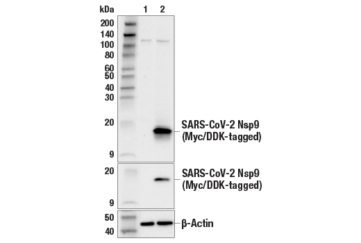 Western Blotting Image 2: SARS-CoV-2 Nsp9 Antibody