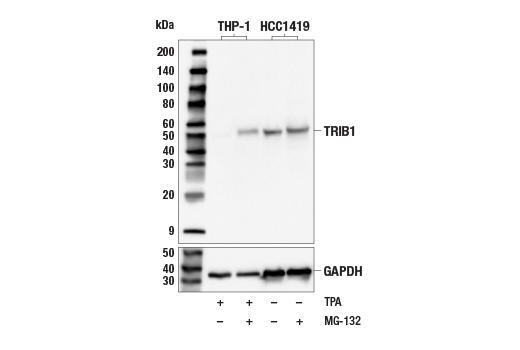 Western Blotting Image 1: TRIB1 Antibody