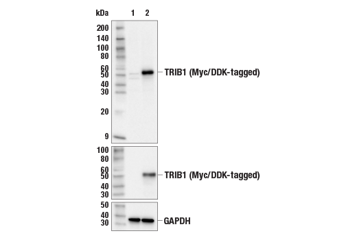 Western Blotting Image 2: TRIB1 Antibody