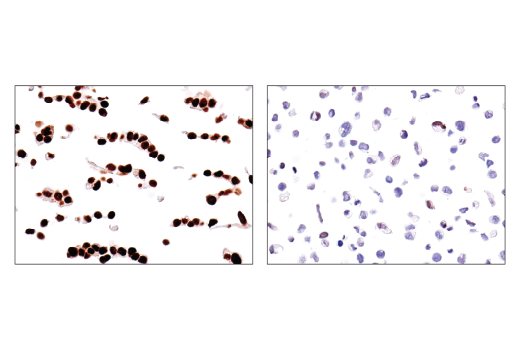 Immunohistochemistry Image 1: TEAD1 (D9X2L) Rabbit mAb (BSA and Azide Free)