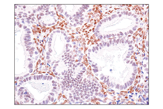 Immunohistochemistry Image 2: TEAD1 (D9X2L) Rabbit mAb (BSA and Azide Free)