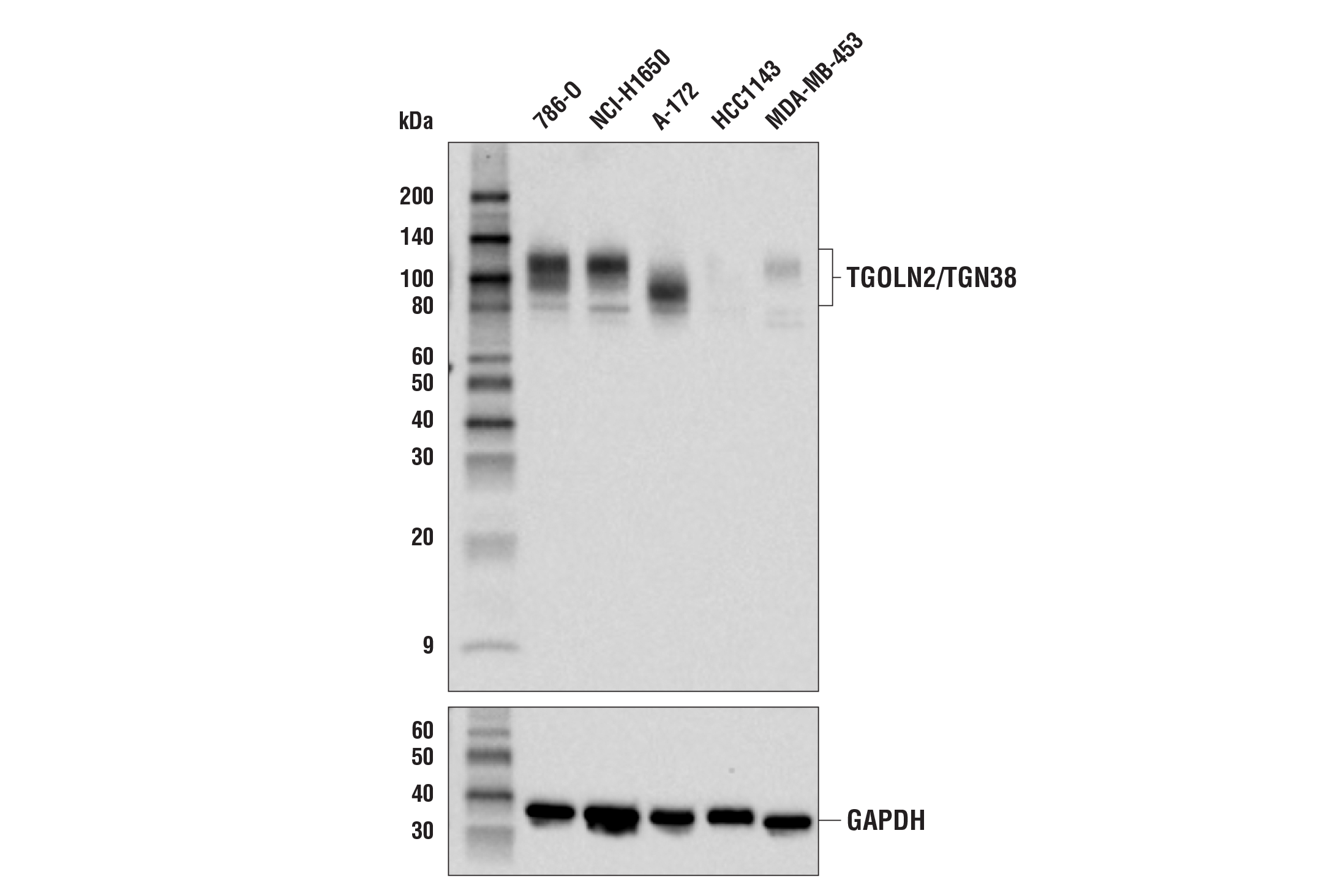 Western Blotting Image 1: TGOLN2/TGN38 Antibody