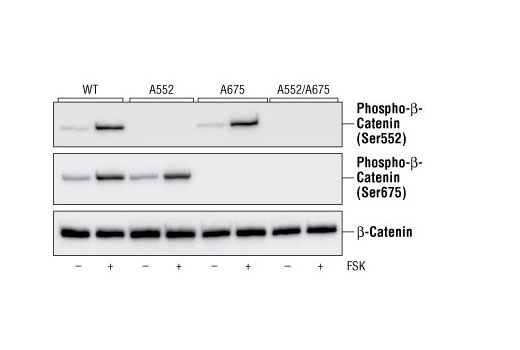 Western Blotting Image 2: Phospho-β-Catenin (Ser552) Antibody