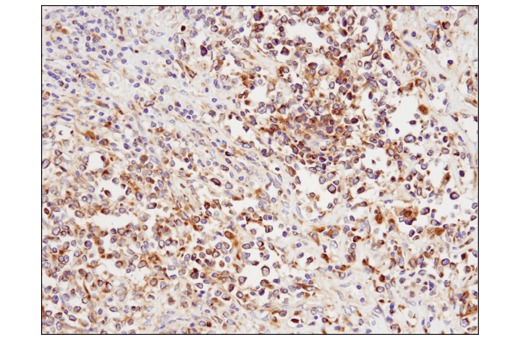 Immunohistochemistry Image 5: Rab7 (E9O7E) Mouse mAb