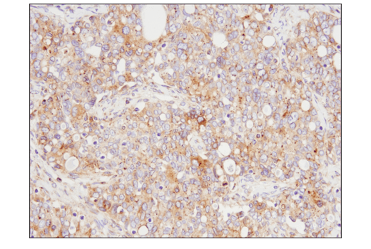 Immunohistochemistry Image 6: Rab7 (E9O7E) Mouse mAb