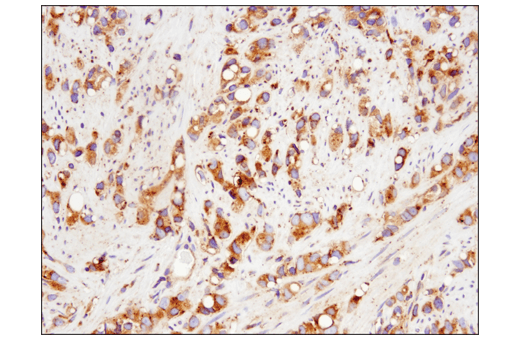 Immunohistochemistry Image 7: Rab7 (E9O7E) Mouse mAb