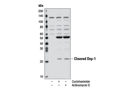 Western Blotting Image 1: Cleaved Drosophila Dcp-1 (Asp215) Antibody